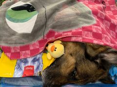 -彩虹桥宠物火化殡葬善终服务(金乐大厦店)