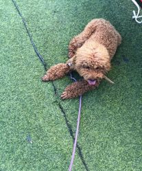 -萌宠亲子动物乐园(槐房万达店)