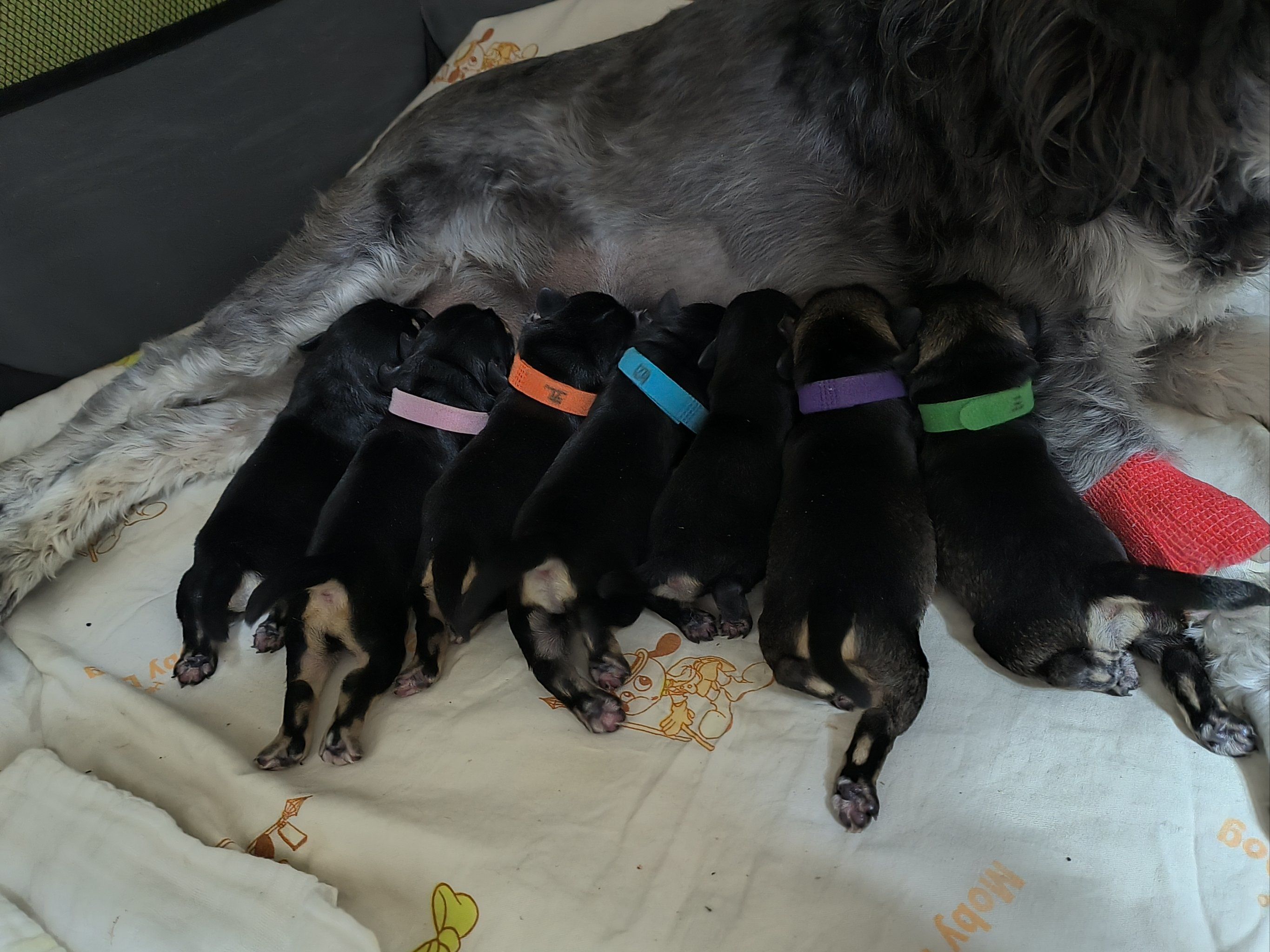 刚出生的雪纳瑞宝宝