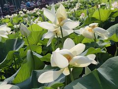 -莲花池公园