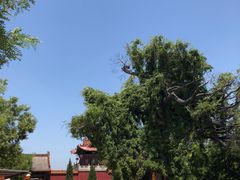 -大槐树寻根祭祖园