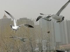 -星海广场