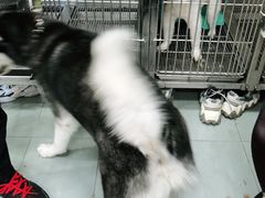 -宠福鑫康馨动物医院·骨科·眼科