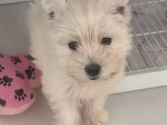 -翊宠yipet猫狗购宠庄园犬舍•猫舍