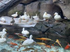 -海合安青岛极地海洋公园