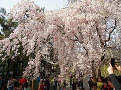 -西安青龙寺遗址景区