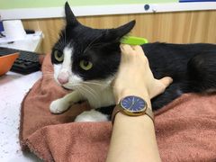 -瑞鹏宠物医院·夜间急症·心超·猫科(祖庙分店)