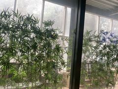 -金成潮菜博物馆(海珠湿地店)