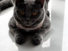 -喵zoo家庭繁育猫舍(尖东智能花园店)