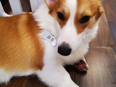 -柯斗斗主题餐厅·狗咖·围炉煮茶·茶饮(国瑞升平里店)