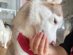-Husky Go! 哈士奇体验馆·宠物咖啡厅狗咖