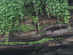 -滴水丹屏