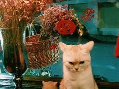 -不舍昼夜咖啡馆