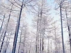 -北极村旅游风景区