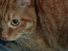 -芭比堂动物医院·CT·微创中心(新顺分院)