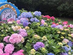 -上海滨江森林公园