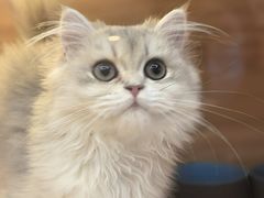 -猫十亿·布偶金渐层·曼基康矮脚猫舍(青年路店)