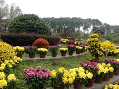 -洪湖生态旅游区