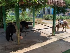 -萌宠亲子动物乐园(槐房万达店)