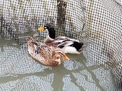 -恒盛海鲜餐厅
