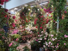 -双季花艺园艺市场(浦东店)