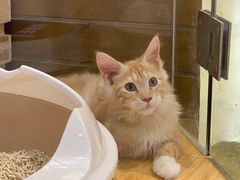 -龟与熊猫宠物公园(南坪店)