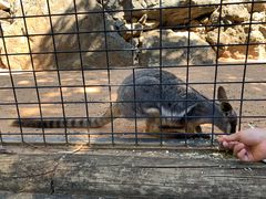 -费瑟代尔野生动物园