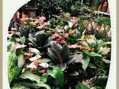 -秦美花卉(天朗·莱茵小城2期店)