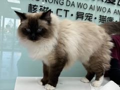 -中农大我爱我爱动物医院·核磁CT·猫病·24小时夜诊中心(石佛营店)