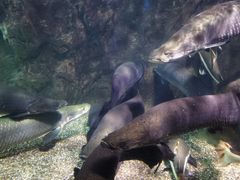 -太平洋海底世界