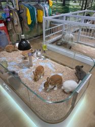 -小象动悟公园(龙湖亦庄天街店)