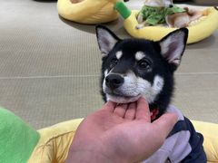 -逗柴咖啡屋·狗咖猫咖宠物桌游