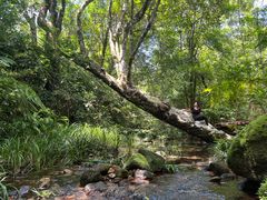 -海南热带雨林国家公园吊罗山景区