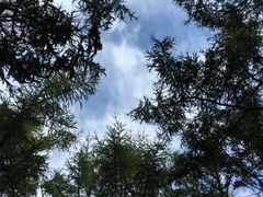 -鲁山国家森林公园