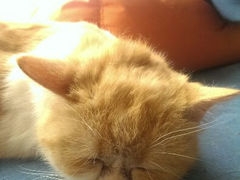 android_upload_pic-猫咖时代(中山亭店)