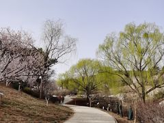 -北京西山国家森林公园