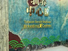 -广东惠东海龟国家级自然保护区