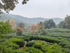 -龙井壹号·茶缘山景宴(龙井村店)