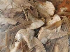 -甘安汤老太(七贤店)