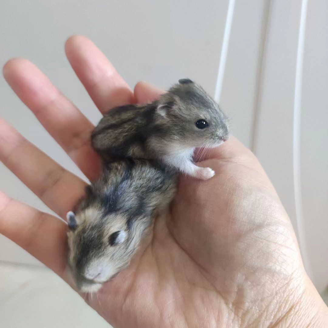 上一波仓鼠宝宝刚满月,这一波又来了,还是七个