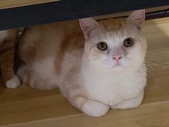 -爱侣·安琦尔宠物医院·中兽医针灸·心内科·狂犬免疫点(宝山区院)
