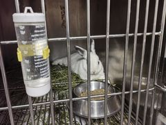 -爱侣宠医·鹦鹉专科·小型哺乳类·异宠专科(灵石路店)