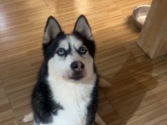 -喵小馆·猫咖狗咖猪咖·饮品店