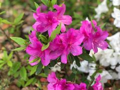 -旭宝高尔夫俱乐部