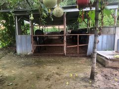 -元鼎宝驴香·全驴宴(江宁店)