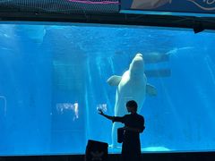 -海合安成都极地海洋公园
