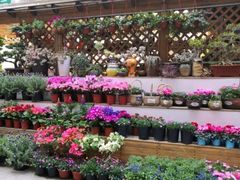 -平吉花卉市场