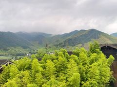 -大唐贡茶院