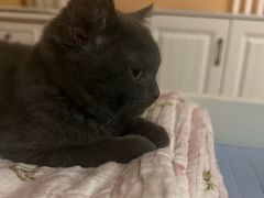 -纳吉亚猫专科动物医院·北北分院