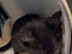 -佑安动物医院·全科·内窥镜中心(幸福巷店)